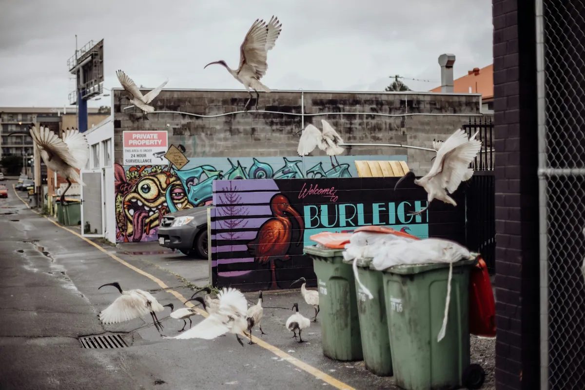 Ibises flapping over a row of wheelie bins in a graffitied laneway