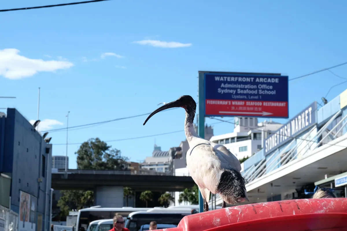 An ibis perched on a red bin lid outside the Sydney Fish Market