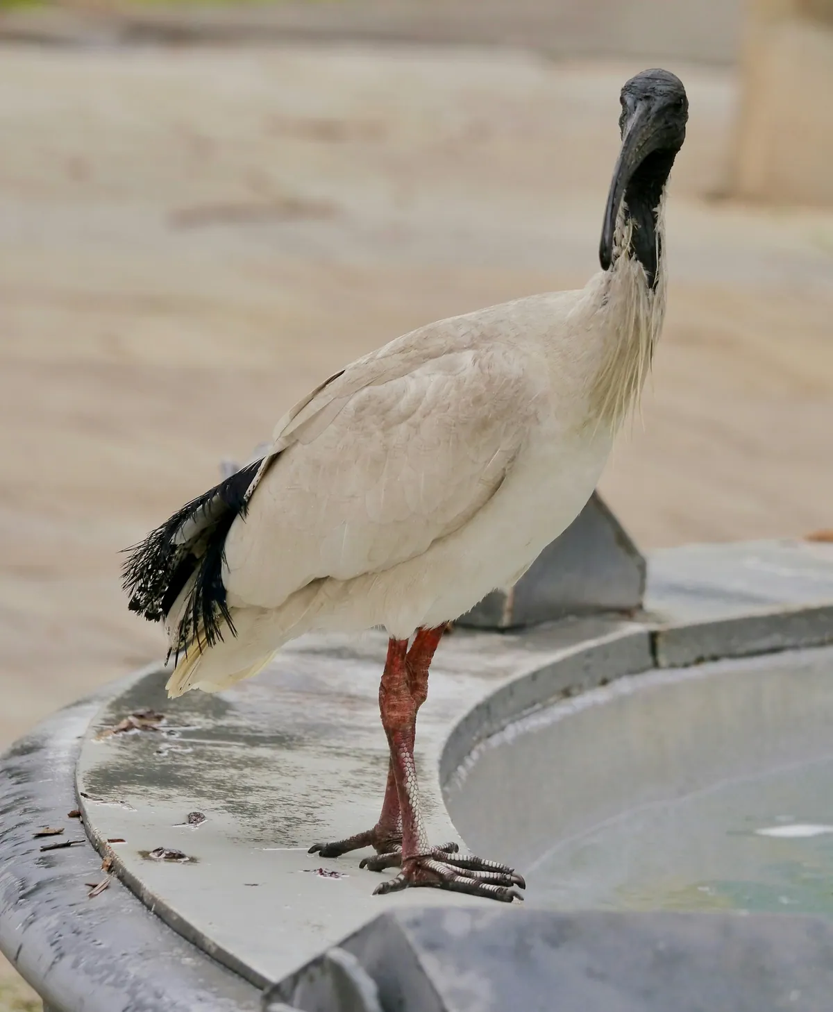 An ibis perched on the rim of a stone fountain
